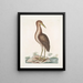 Ardea stellaris Der Braunkranich - Mark Catesby — gerahmtes Bild an der Wand