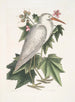 Ardea alba Der kleine weiße Reiher Ketmia c - Mark Catesby — Ansicht des Kunstwerks