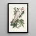 Ardea alba Der kleine weiße Reiher Ketmia c - Mark Catesby — gerahmtes Bild an der Wand