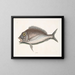 Le Porgy Aurata - Mark Catesby — gerahmtes Bild an der Wand