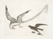 L'oiseau des tempêtes - Mark Catesby — Ansicht des Kunstwerks