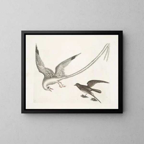 L'oiseau des tempêtes - Mark Catesby — gerahmtes Bild an der Wand