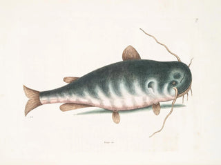 Mark Catesby - Bagre c The CatFish.webp