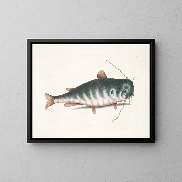 Le Poisson-chat - Mark Catesby — gerahmtes Bild an der Wand