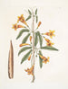 Bignonia Americana - Mark Catesby — Ansicht des Kunstwerks