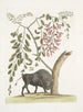 Bison d'Amérique Pseudo Acacia hispida à fleurs roses - Mark Catesby — Ansicht des Kunstwerks