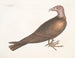 Buse à tête de dindon - Mark Catesby — Ansicht des Kunstwerks