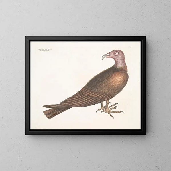 Buse à tête de dindon - Mark Catesby — gerahmtes Bild an der Wand