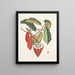 Cacao Arbor Le Cacao Tree - Mark Catesby — gerahmtes Bild an der Wand