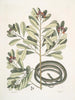 Calyculato c Winters Bark Schlanker Brauner Schlange La couleuvre ruban - Mark Catesby — Ansicht des Kunstwerks