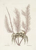 Cancer arenarius Der Sandkrab Lithophyton c - Mark Catesby — Ansicht des Kunstwerks