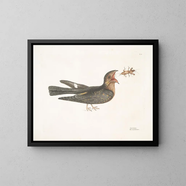 Le Chèvre-Feuille - Mark Catesby — gerahmtes Bild an der Wand