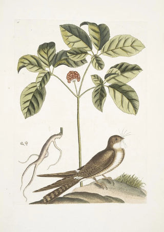 Mark Catesby - Caprimulgus minor Americanus The WhippoorWill Aureliana Canadensis The Ginseng or Ninsin of the Chinese.webp