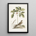 Caprimulgus minor Americanus L'engoulevent Aureliana Canadensis Der Ginseng oder Ninsin der Chinesen - Mark Catesby — gerahmtes Bild an der Wand