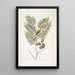 Carduelis Americanus Der amerikanische Stieglitz Akazie abruoe foliis c Akazie - Mark Catesby — gerahmtes Bild an der Wand