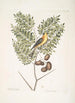 Carduelis Americanus Der amerikanische Stieglitz Akazie abruoe foliis c Akazie - Mark Catesby — Ansicht des Kunstwerks