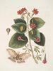 Caryophyllus spurius inodorus c Convolvulus minor Pentaphyllos c Phalna intens Das große Schmetterling - Mark Catesby — Ansicht des Kunstwerks