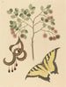 Katzenpfote Mimosa circinalis - Mark Catesby — Ansicht des Kunstwerks