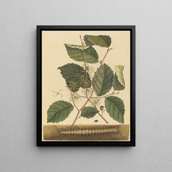 Mark Catesby - Centipede Scolopendra morsitans.webp