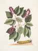 Cerasus c Pigeon Plum Eruca maxima hornuta Das Insekt mit großen Hörnern - Mark Catesby — Ansicht des Kunstwerks