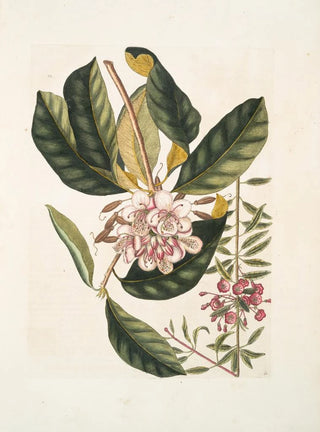 Mark Catesby - Chamrhododendros c Chamdaphne semper virens c.webp