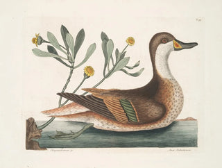 Chrysanthème und Ente Ilathera - Mark Catesby — Ansicht des Kunstwerks