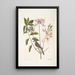 Cistus flore Periclymini Der aufrechte Geißblatt Parus cristatus Die Haubenmeise - Mark Catesby — gerahmtes Bild an der Wand