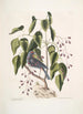 Coccothraustes purpurea Der gros-bec pourpré Toxicodendron foliis alatis c Das giftige Holz - Mark Catesby — Ansicht des Kunstwerks