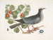 Weißer Kronen-Turteltaube Pflaumenbaum-Feigenkasten - Mark Catesby — Ansicht des Kunstwerks