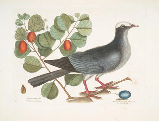 Mark Catesby - Columba capite albo The Whitecrowned Pigeon Frutex cotini fere folio crassoc The Coco Plum.webp