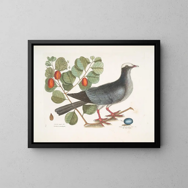 Weißer Kronen-Turteltaube Pflaumenbaum-Feigenkasten - Mark Catesby — gerahmtes Bild an der Wand