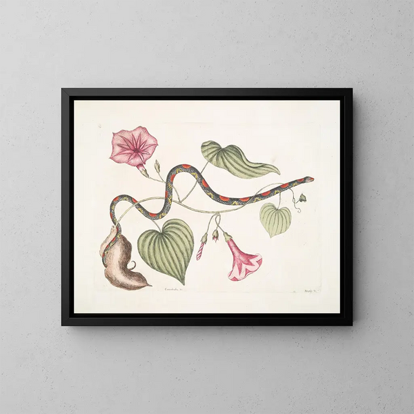Convolvulus c. Die Kartoffel Virginian Anguis c. Die Perlenschlange - Mark Catesby — gerahmtes Bild an der Wand