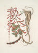 Corallodendron c Anguis minor fuscus maculatus Das kleine braune Perlenschlange - Mark Catesby — Ansicht des Kunstwerks
