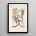 Corallodendron c Anguis minor fuscus maculatus Das kleine braune Perlenschlange - Mark Catesby — gerahmtes Bild an der Wand