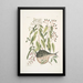 Cornus c An Phaseolus c Orbis lvis variegatus Der Kugelfisch - Mark Catesby — gerahmtes Bild an der Wand