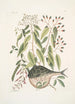 Cornus c An Phaseolus c Orbis lvis variegatus Der Kugelfisch - Mark Catesby — Ansicht des Kunstwerks