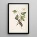 Cornus mas Odorata Sassafras Muscicapa Corona rubra Der Tyrann - Mark Catesby — gerahmtes Bild an der Wand