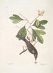 Cornus mas Odorata Sassafras Muscicapa Corona rubra Der Tyrann - Mark Catesby — Ansicht des Kunstwerks