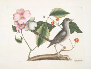 Mark Catesby - Cornus mas VIrginiana c The Dogwood Tree Turdus minor c The Mockbird.webp