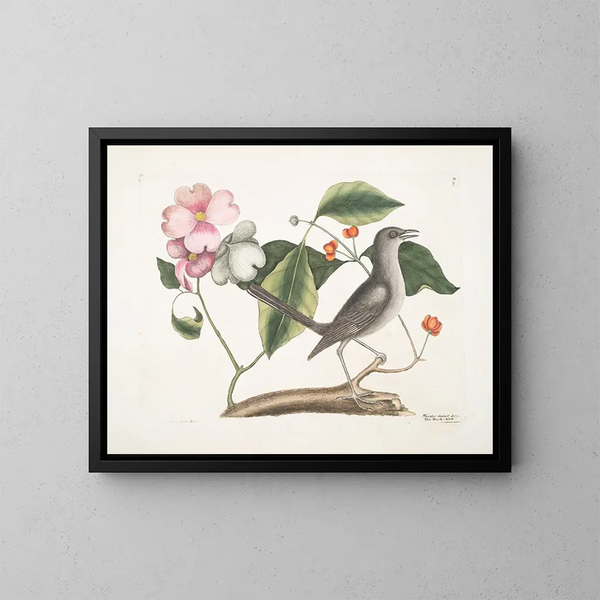 von Cornus mas und Virginianischer Hartriegel, der Hartriegel und die Spottdrossel - Mark Catesby — gerahmtes Bild an der Wand