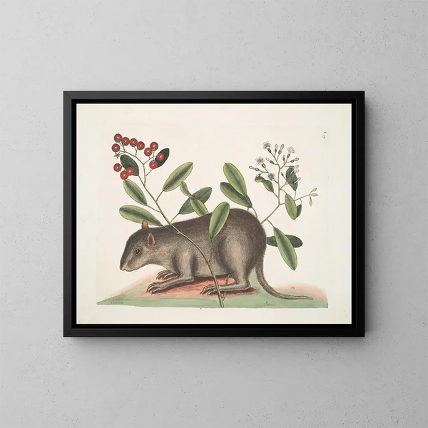 Cuniculus bahamensis, der Bahama-Hase - Mark Catesby — gerahmtes Bild an der Wand