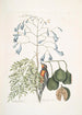 Fringilla Bahamiensis Der Bahamas-Zwergschnäpper Bignonia flore coeruleo Der Largblatt-Gaïac mit blauen Blüten - Mark Catesby — Ansicht des Kunstwerks