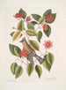 Buisson de feuilles de corne c Garullus carolinensis Le Bavard - Mark Catesby — Ansicht des Kunstwerks