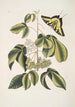 Frutex Viginianus Papilio caudatus maximus - Mark Catesby — Ansicht des Kunstwerks