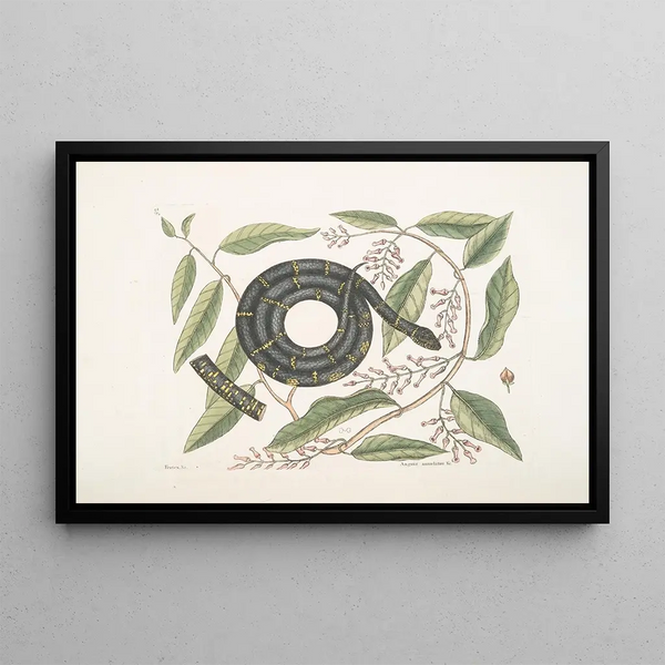 Mark Catesby - Frutex c Anguis annulatus c The ChainSnake.webp