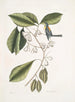 Frutex, parus fringillaris, le fringillon - Mark Catesby — Ansicht des Kunstwerks