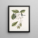 Frutex, parus fringillaris, le fringillon - Mark Catesby — gerahmtes Bild an der Wand