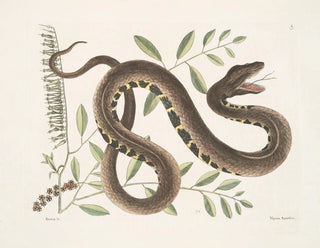 Frutex et Vipera Aquatica - Mark Catesby — Ansicht des Kunstwerks