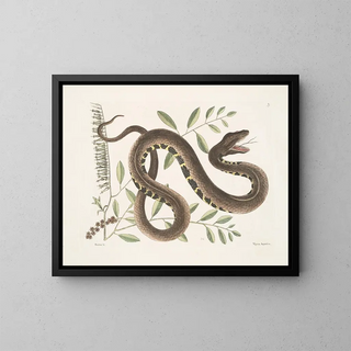 Frutex et Vipera Aquatica - Mark Catesby — gerahmtes Bild an der Wand