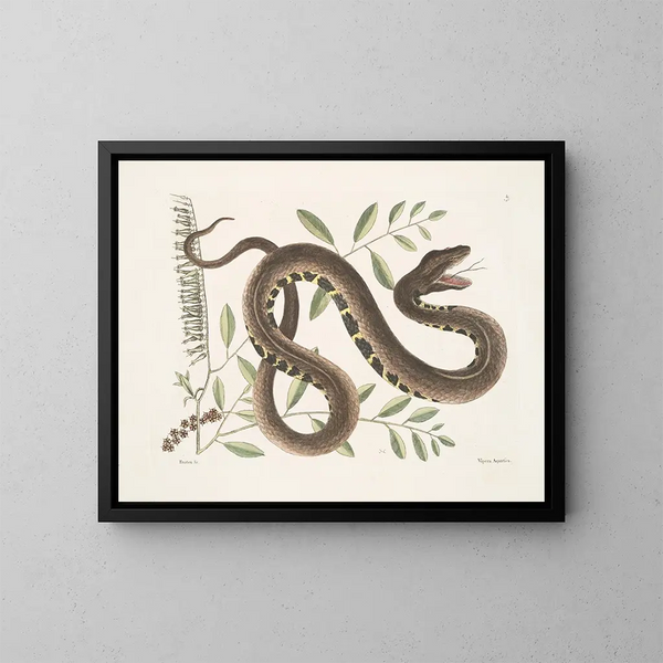 Frutex et Vipera Aquatica - Mark Catesby — gerahmtes Bild an der Wand